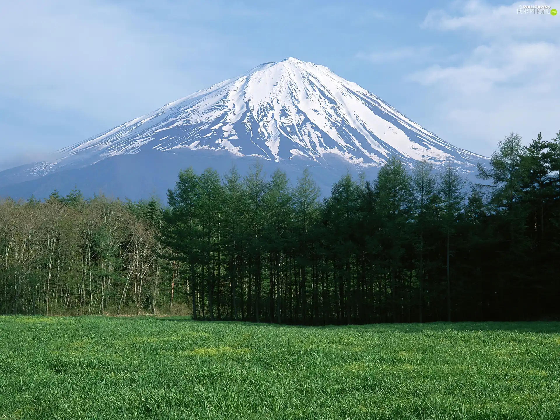 mountains, forest, grass, snow