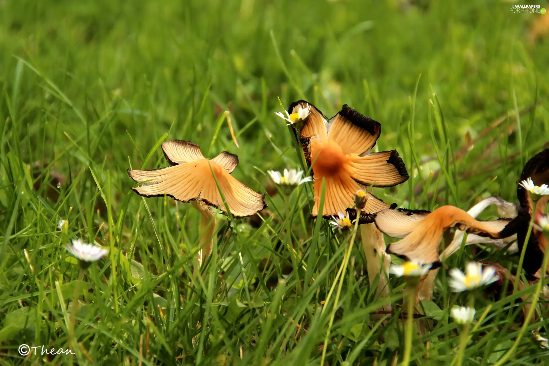 mushroom, grass