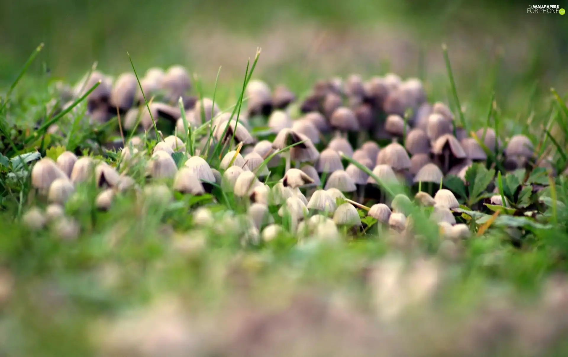 mushrooms, grass