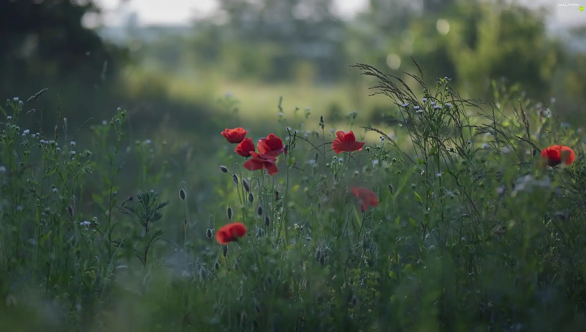 grass, Meadow, papavers