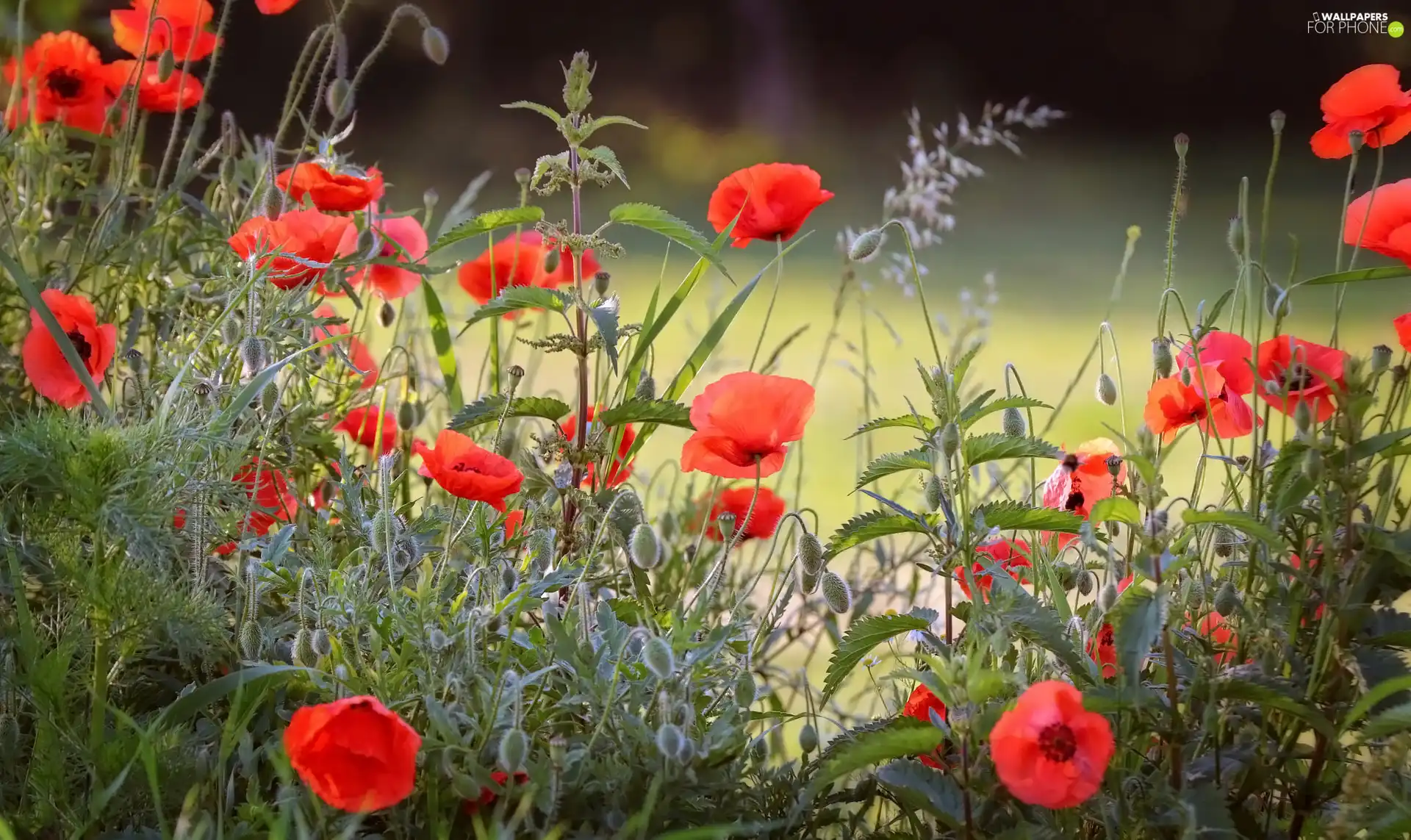 Plants, grass, papavers, nettle, Red