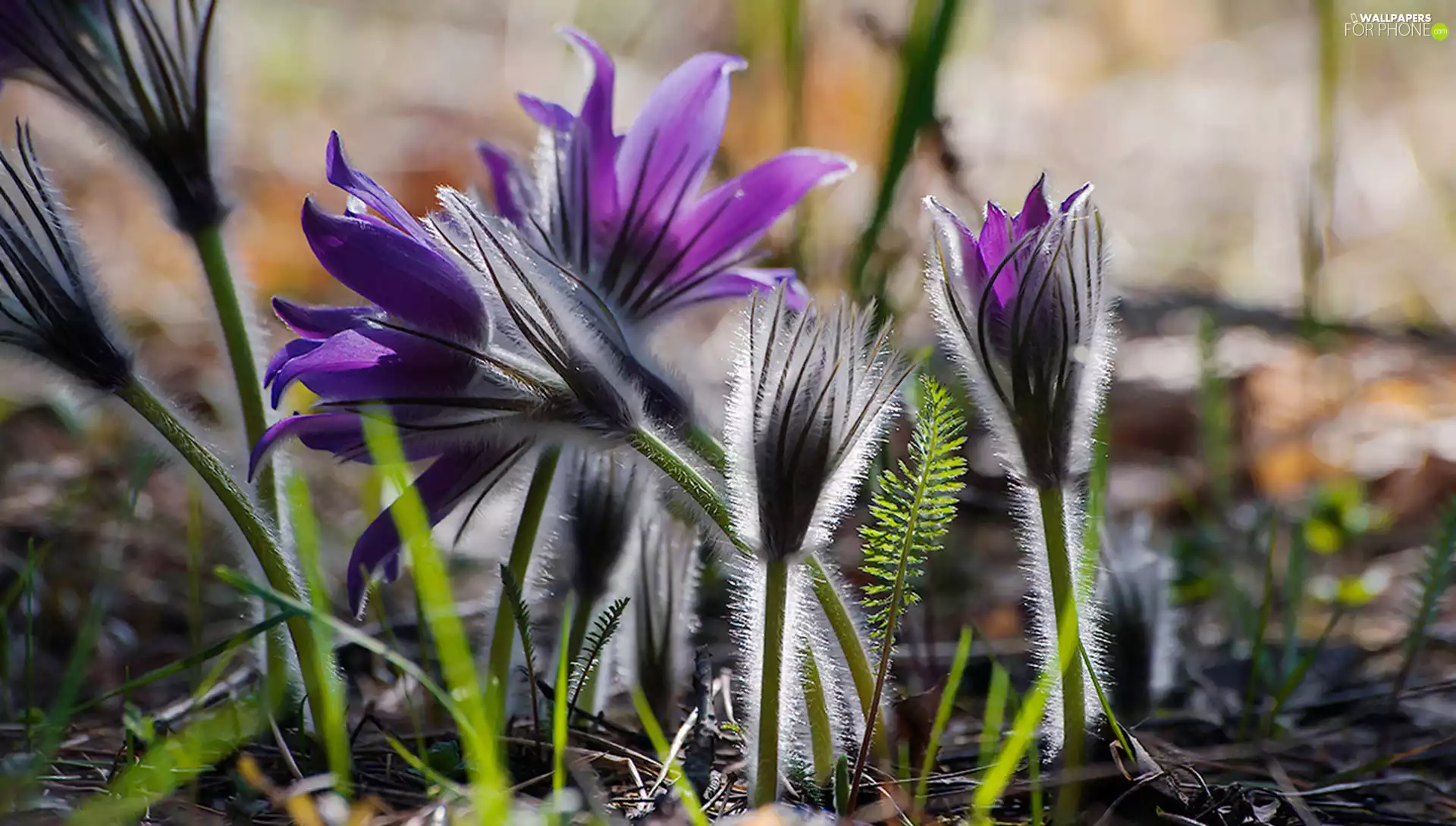grass, Flowers, pasque