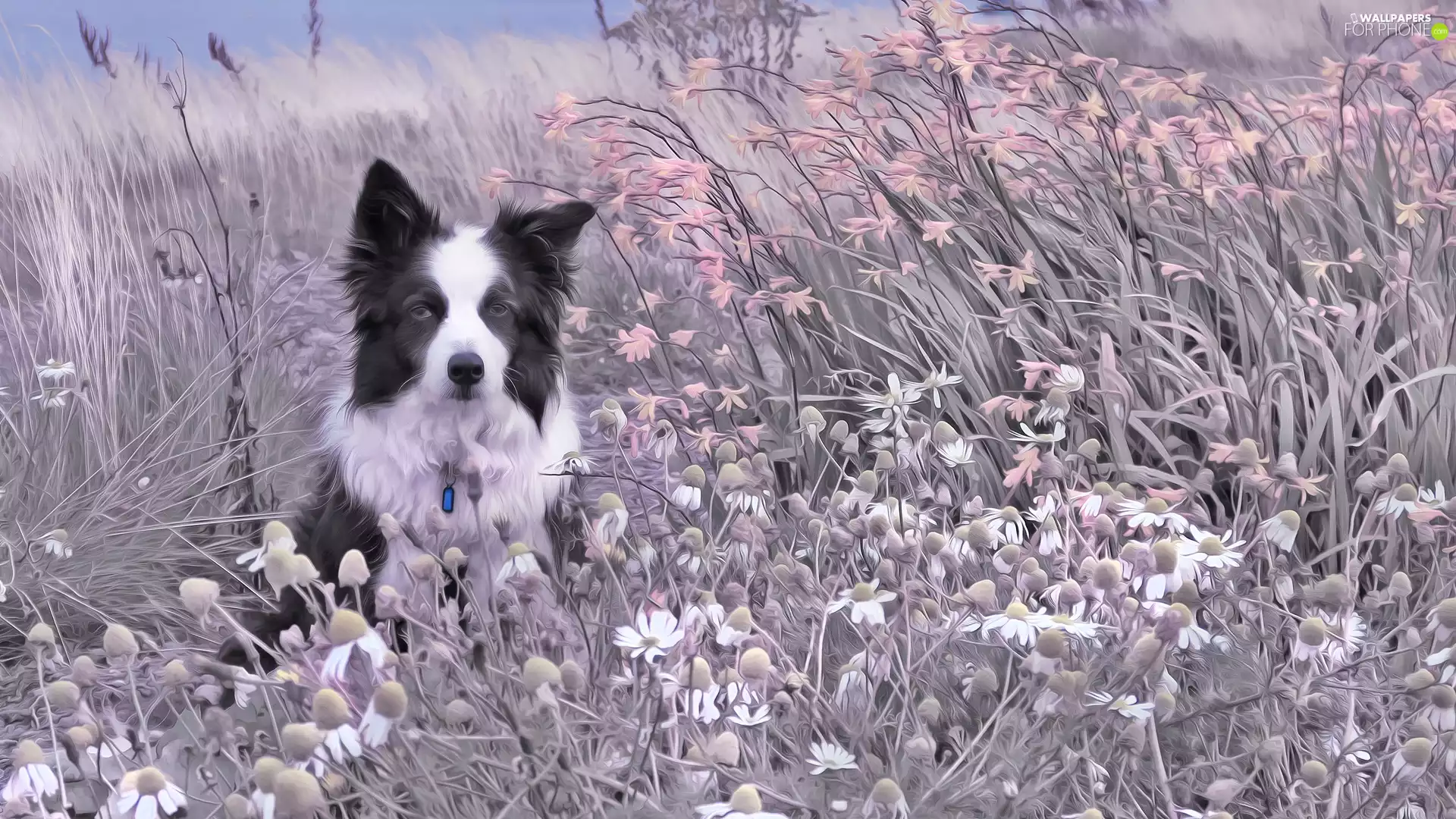 Meadow, dog, Plants, grass, Flowers, Border Collie