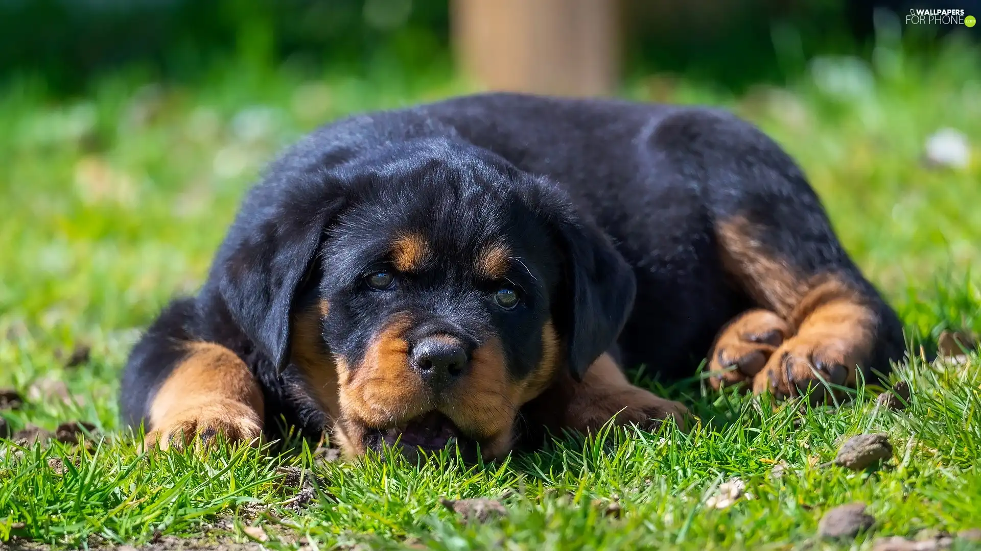 grass, Rottweiler, Puppy