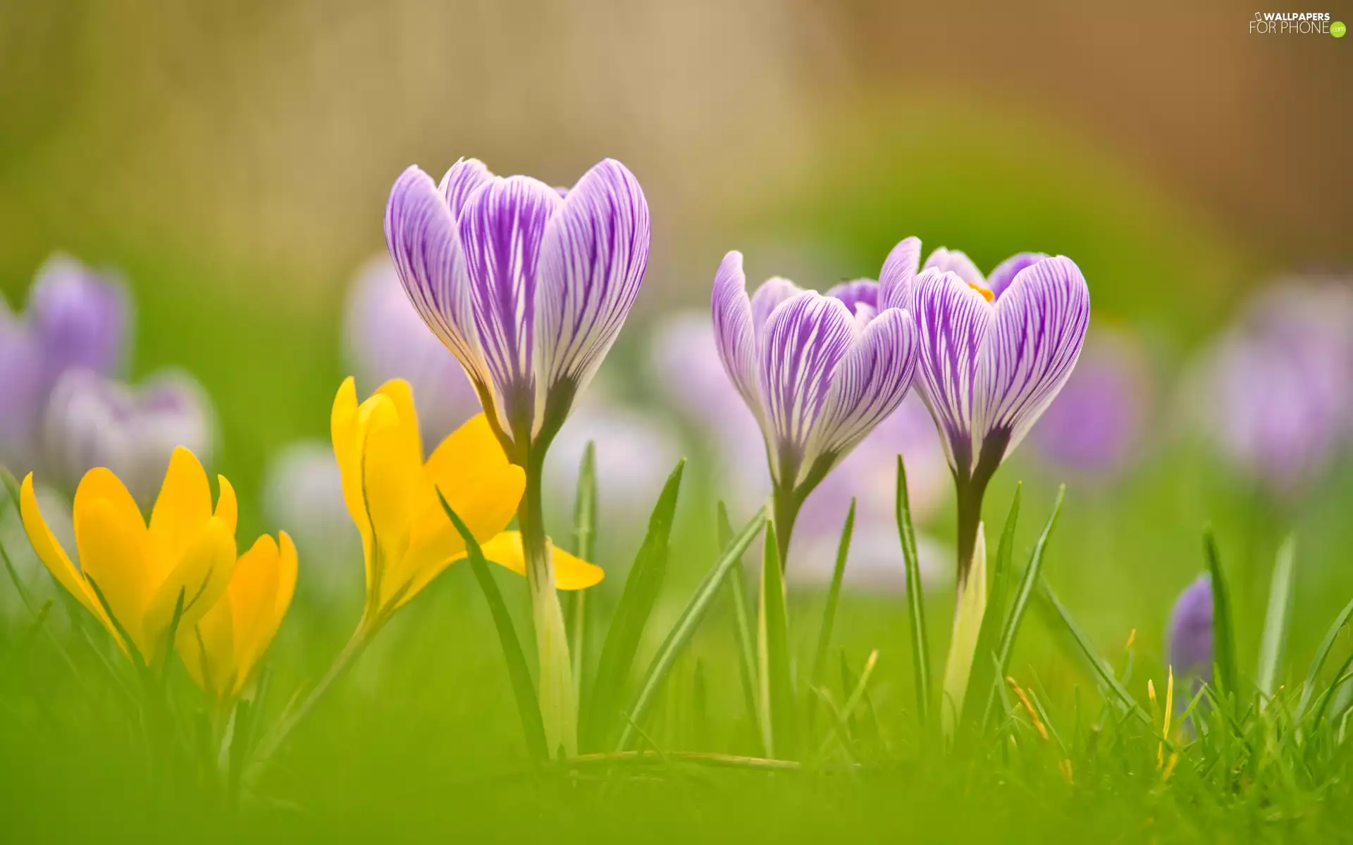 Flowers, grass, purple, crocuses, Yellow