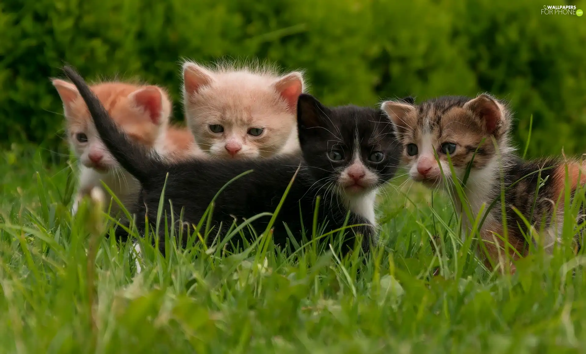grass, four, puss