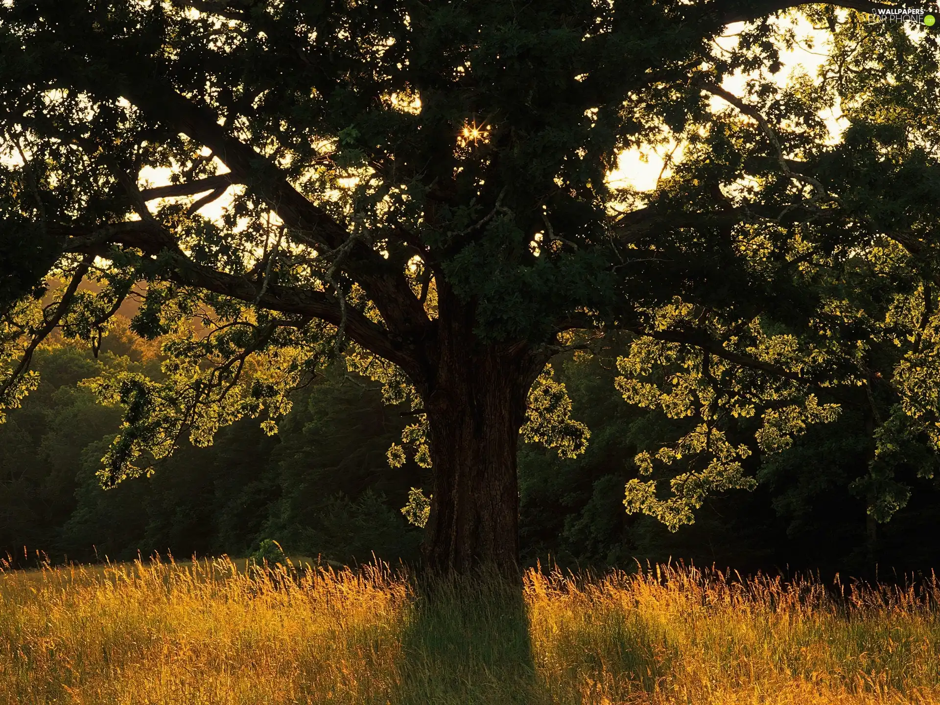 grass, trees, rays, sun, incident, Yellow Honda