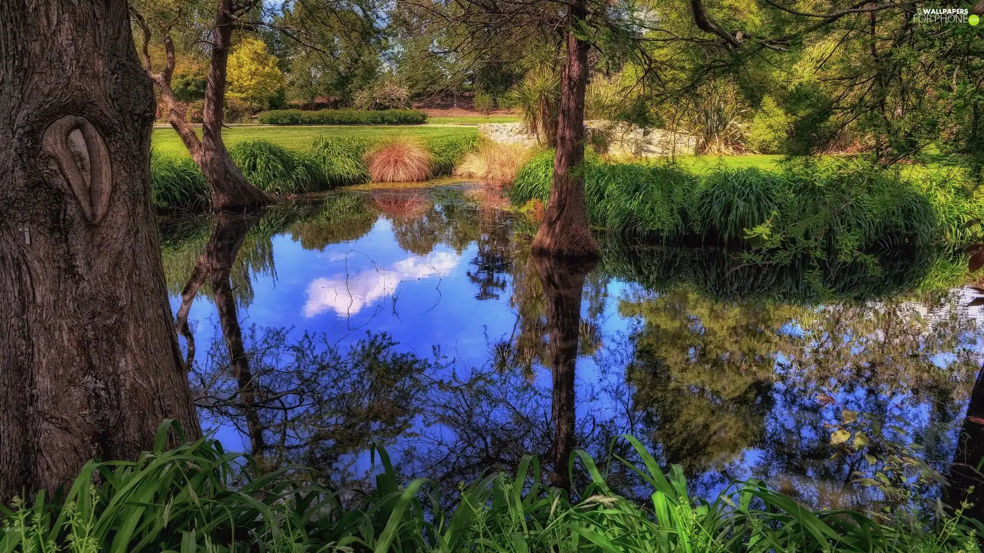 grass, reflection, trees, viewes, lake