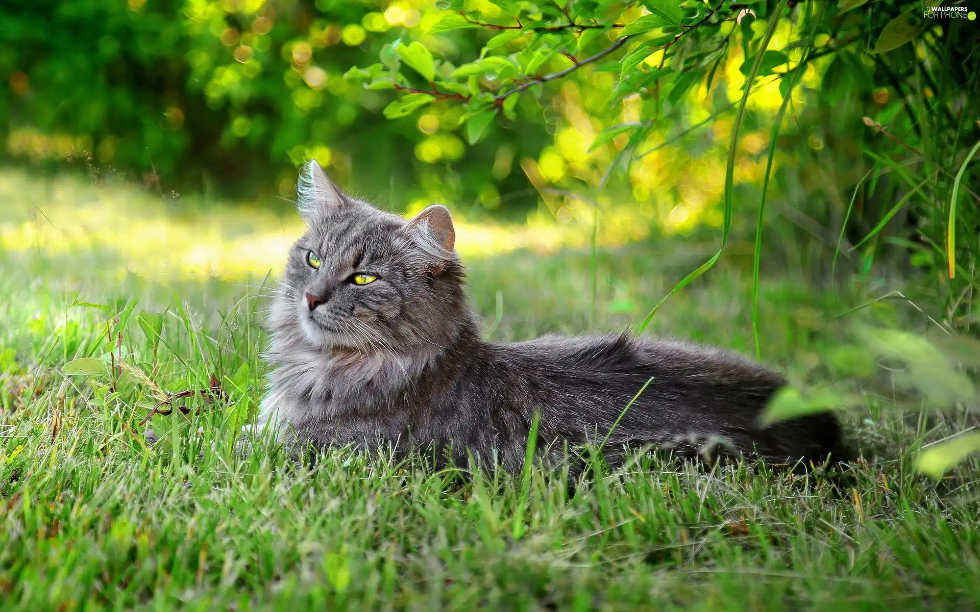 grass, cat, resting