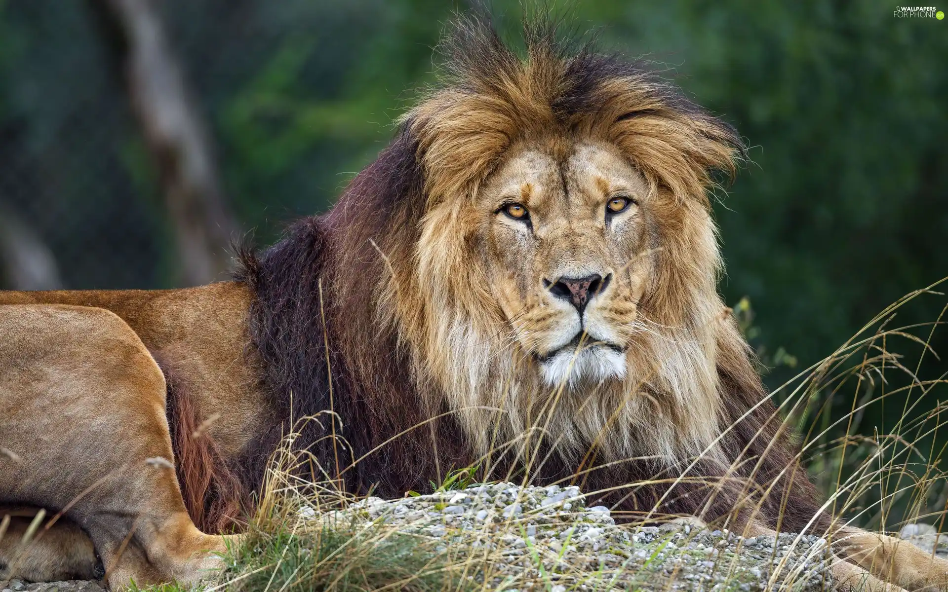 Lion, grass, resting, The look