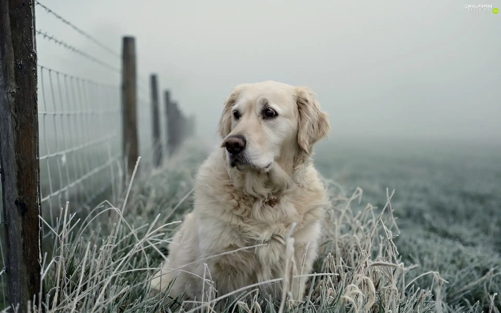 Golden Retriever, frosted, grass, Fance