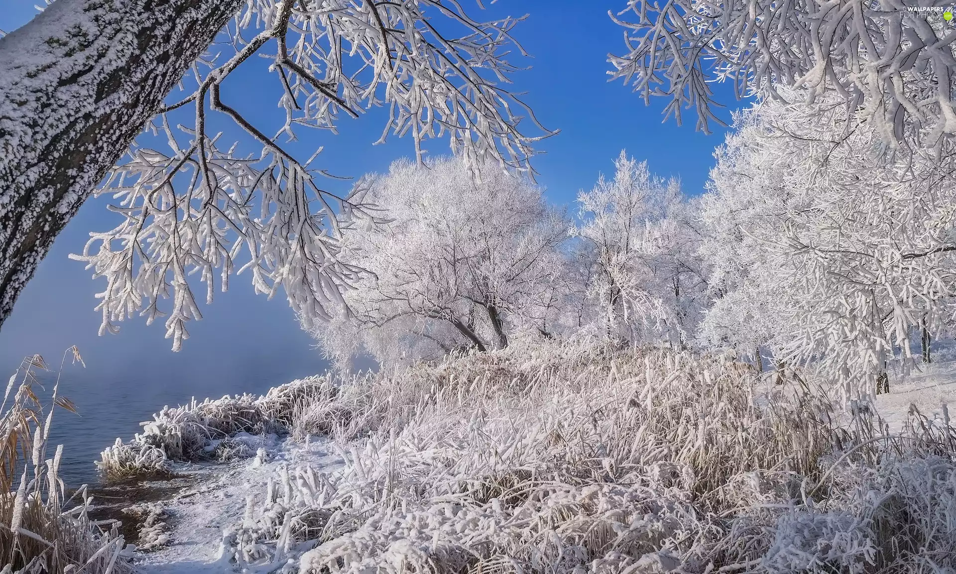 viewes, winter, River, grass, White frost, trees