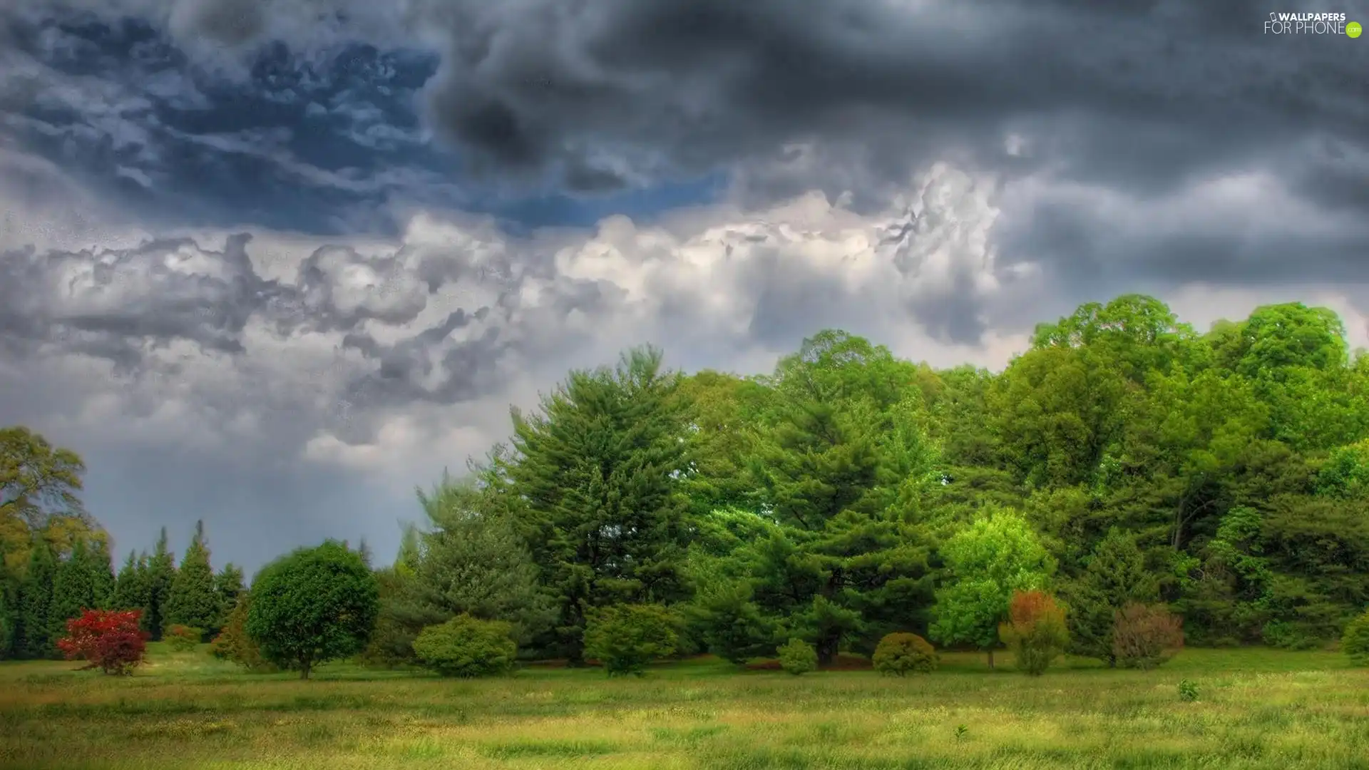 grass, Sapling, Sky, Green, cloudy