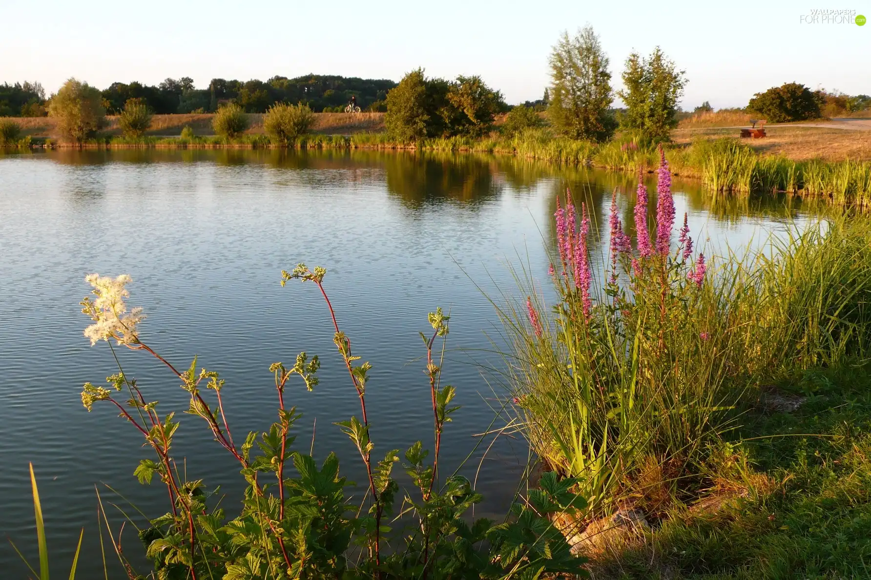 grass, lake, scrub