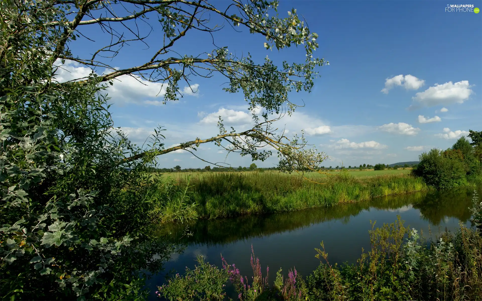 grass, Sky, trees, viewes, River