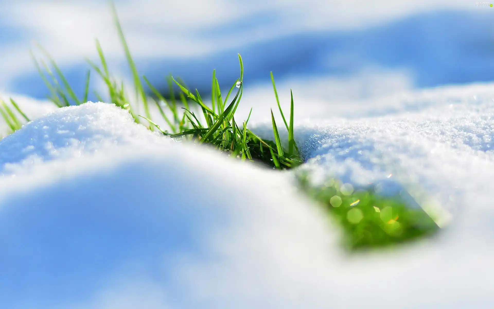 snow, grass