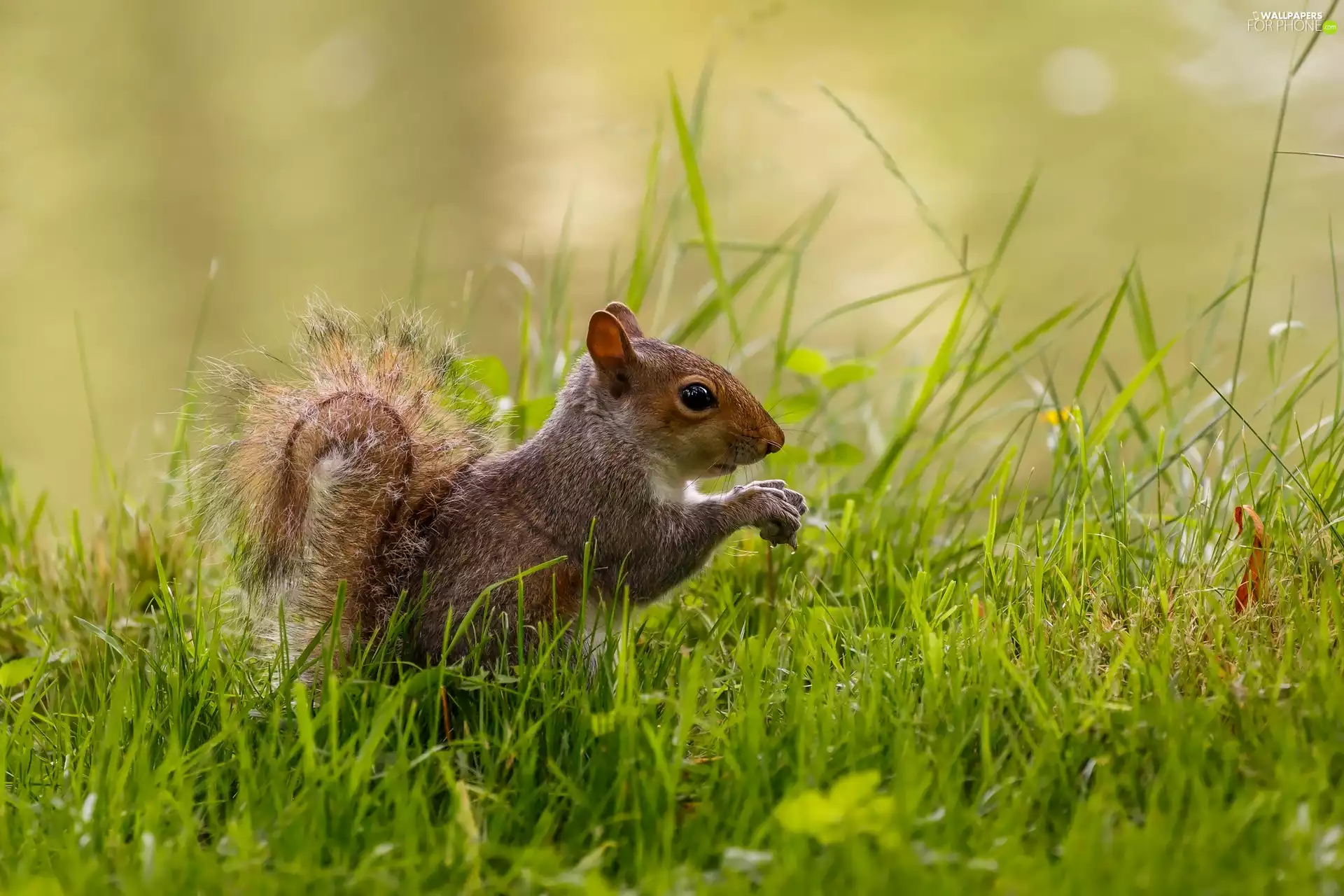 grass, sitting, squirrel