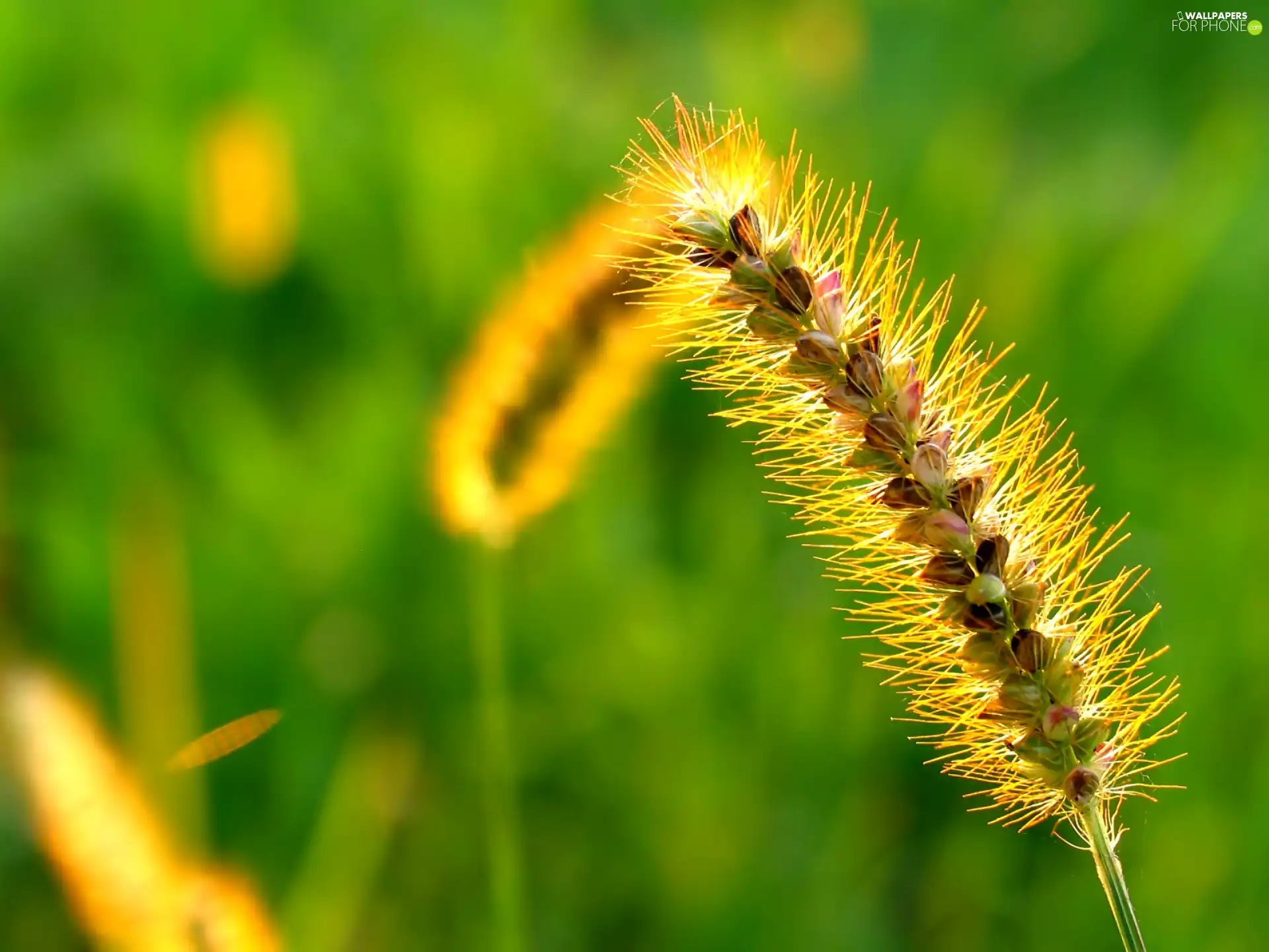 stalk, plants, grass, colorful