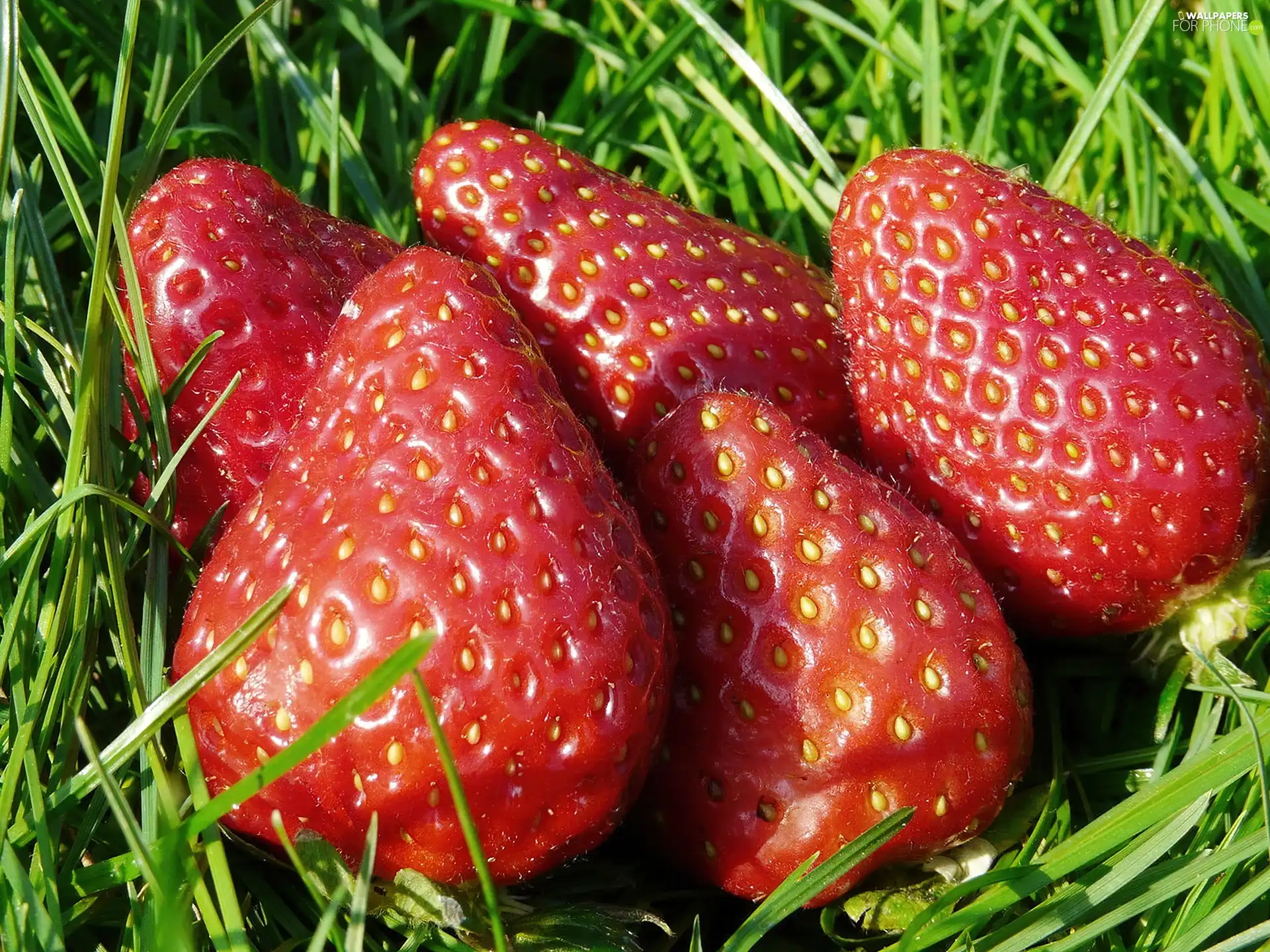 strawberries, grass