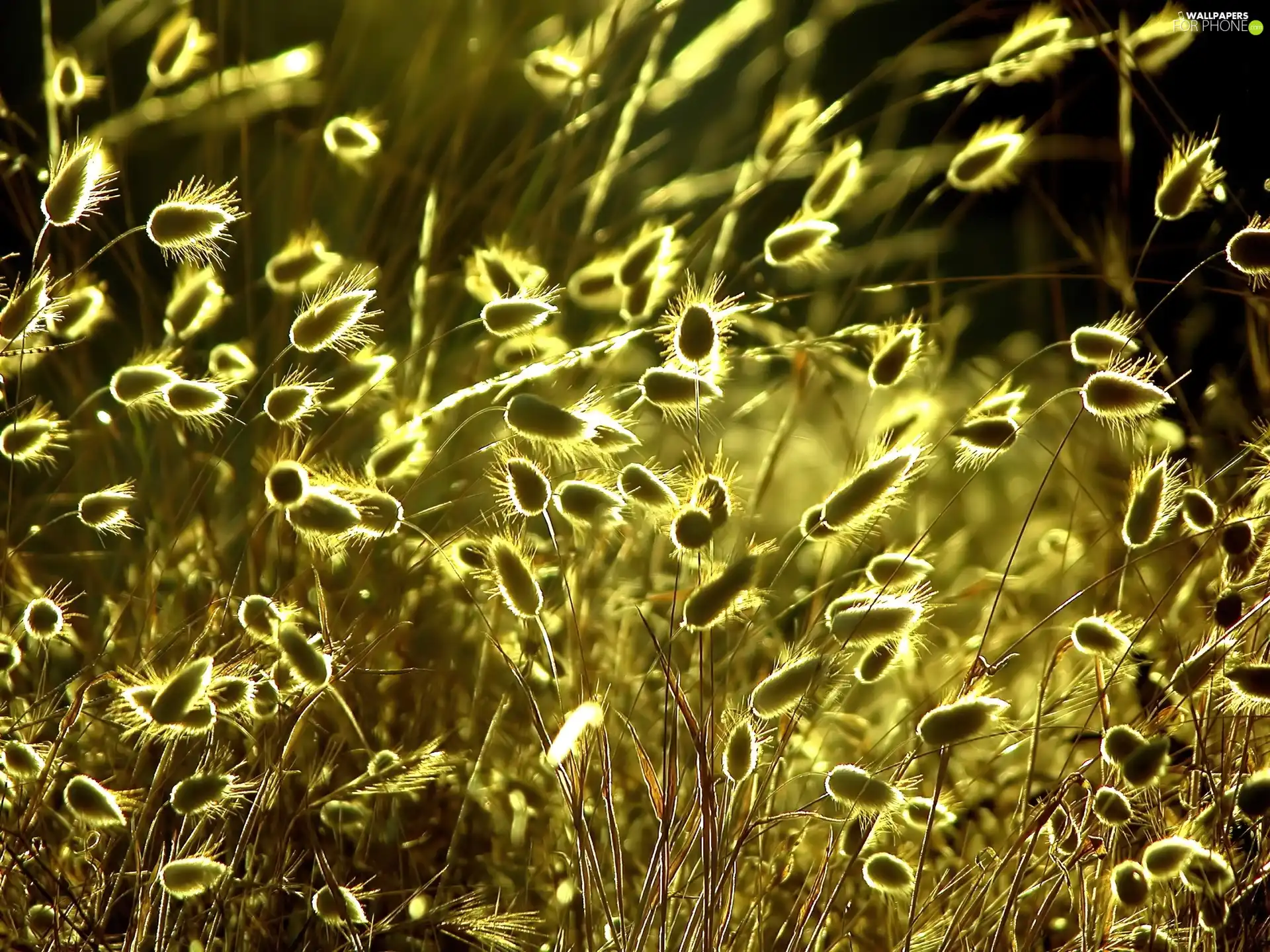 grass, illuminated, sun