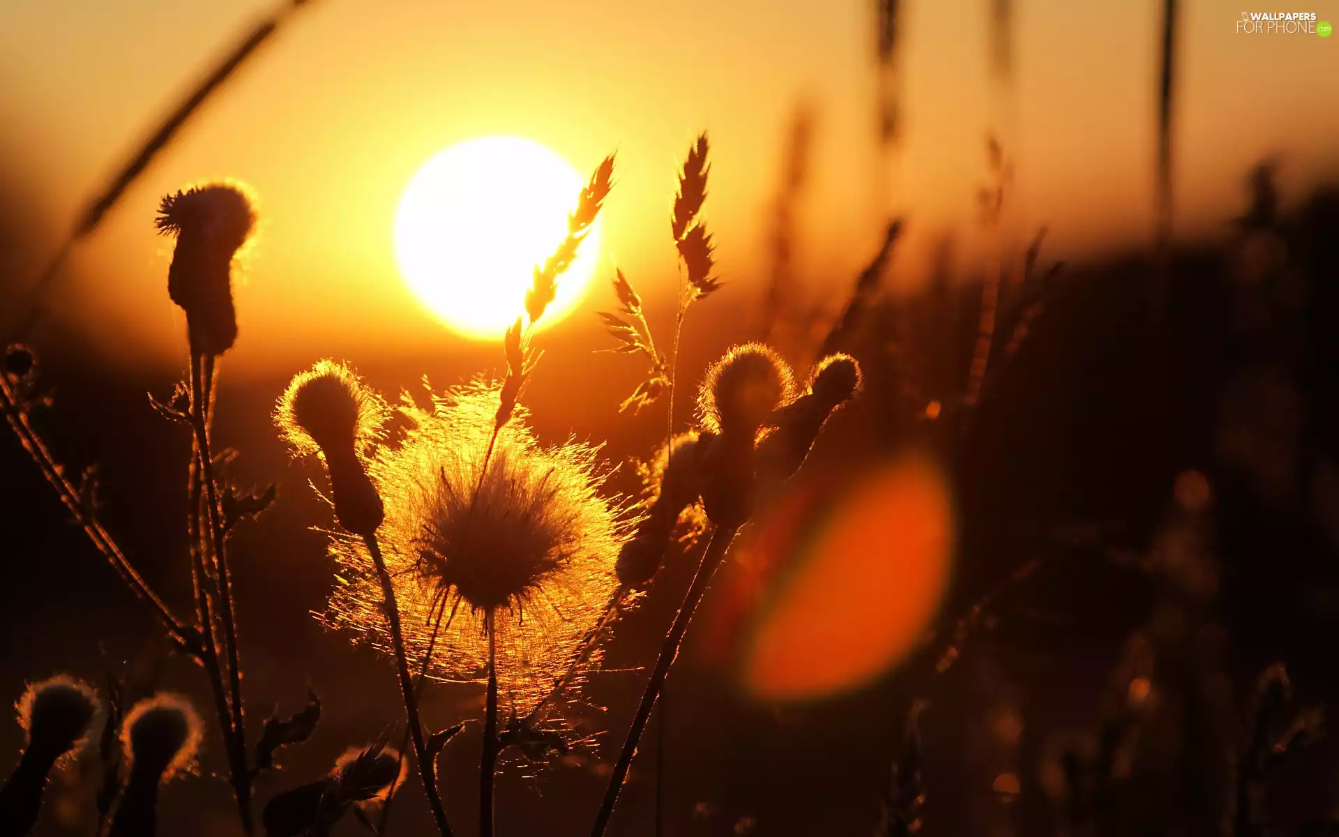 teasel, grass, sun, Meadow, west