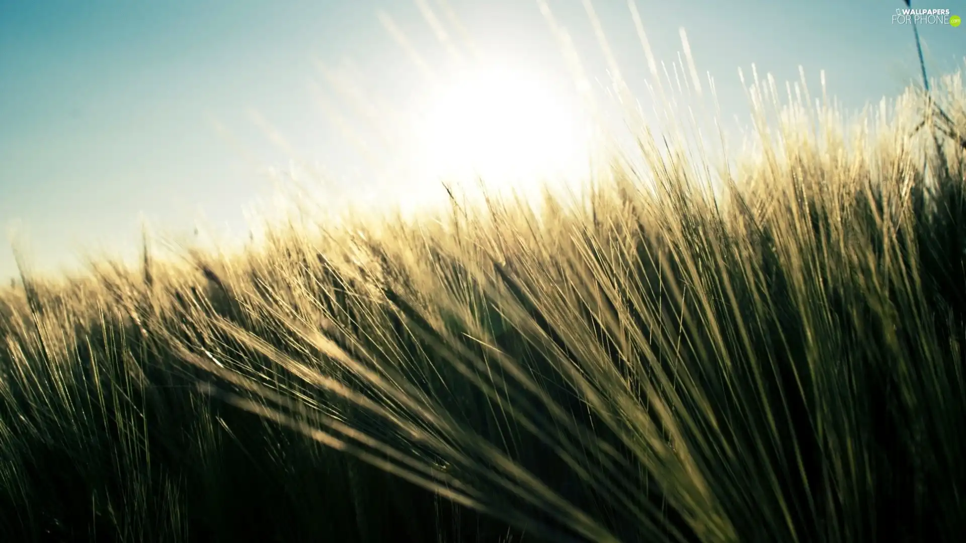 rays of the Sun, grass