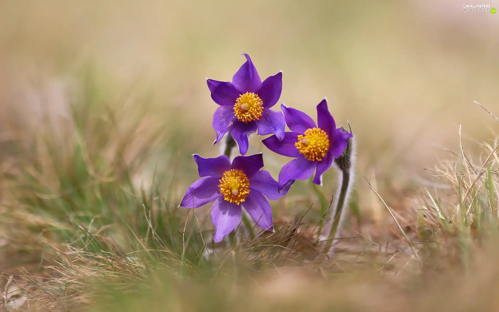 pasque, grass, Three, purple, Flowers