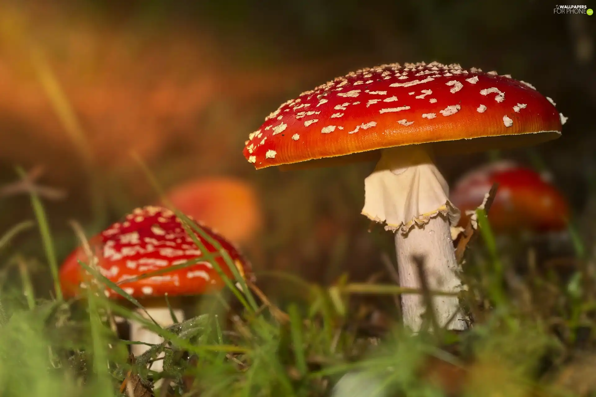toadstools, grass