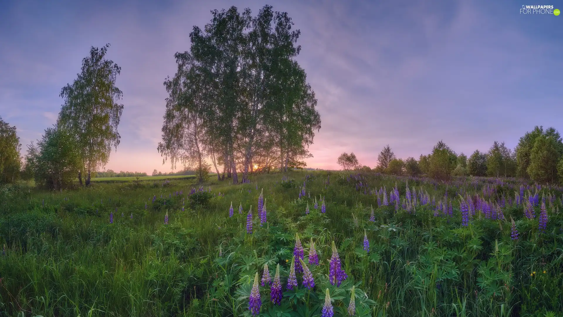 Violet, Green, trees, grass, Meadow, lupine, viewes