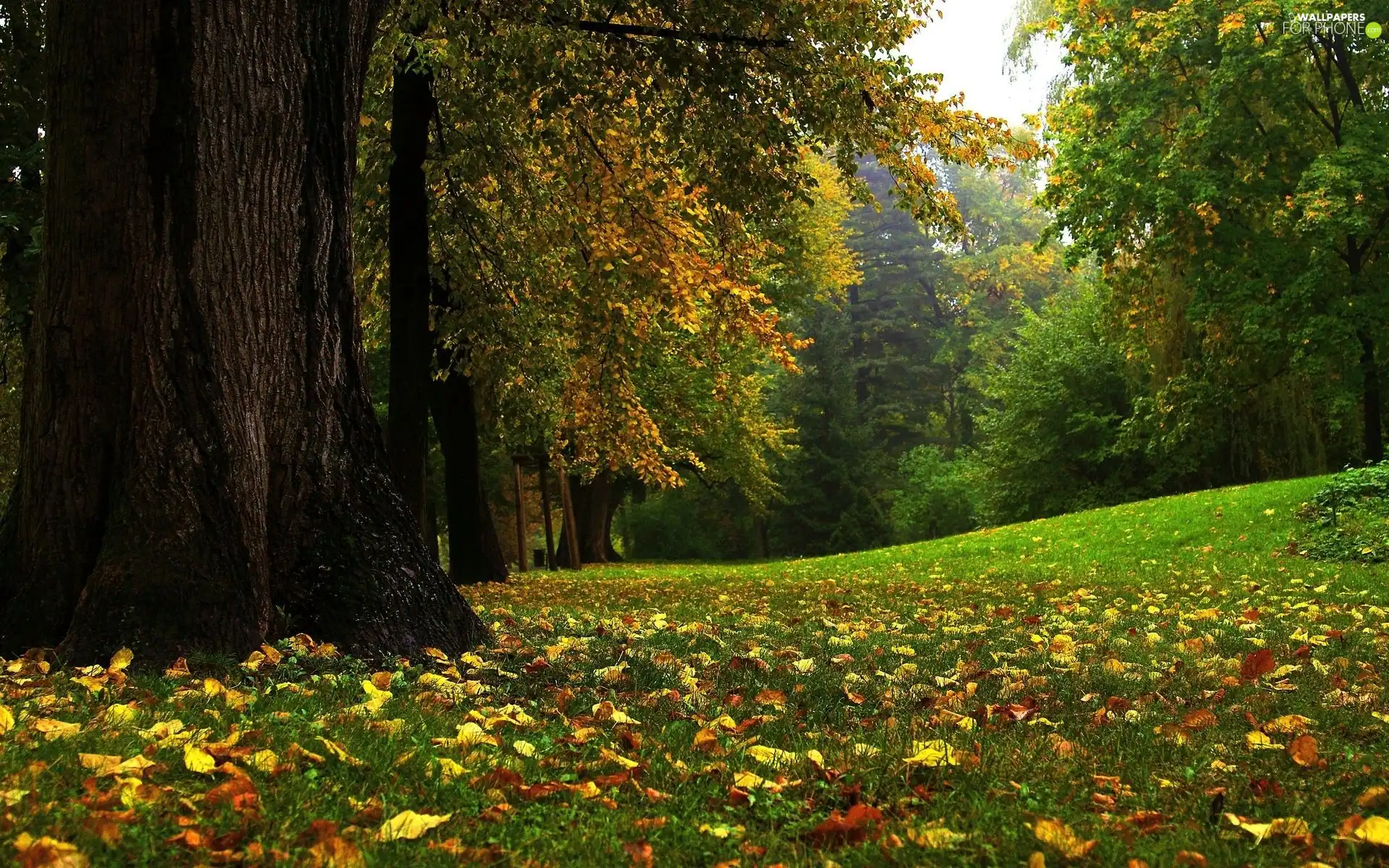 trees, Leaf, grass, viewes