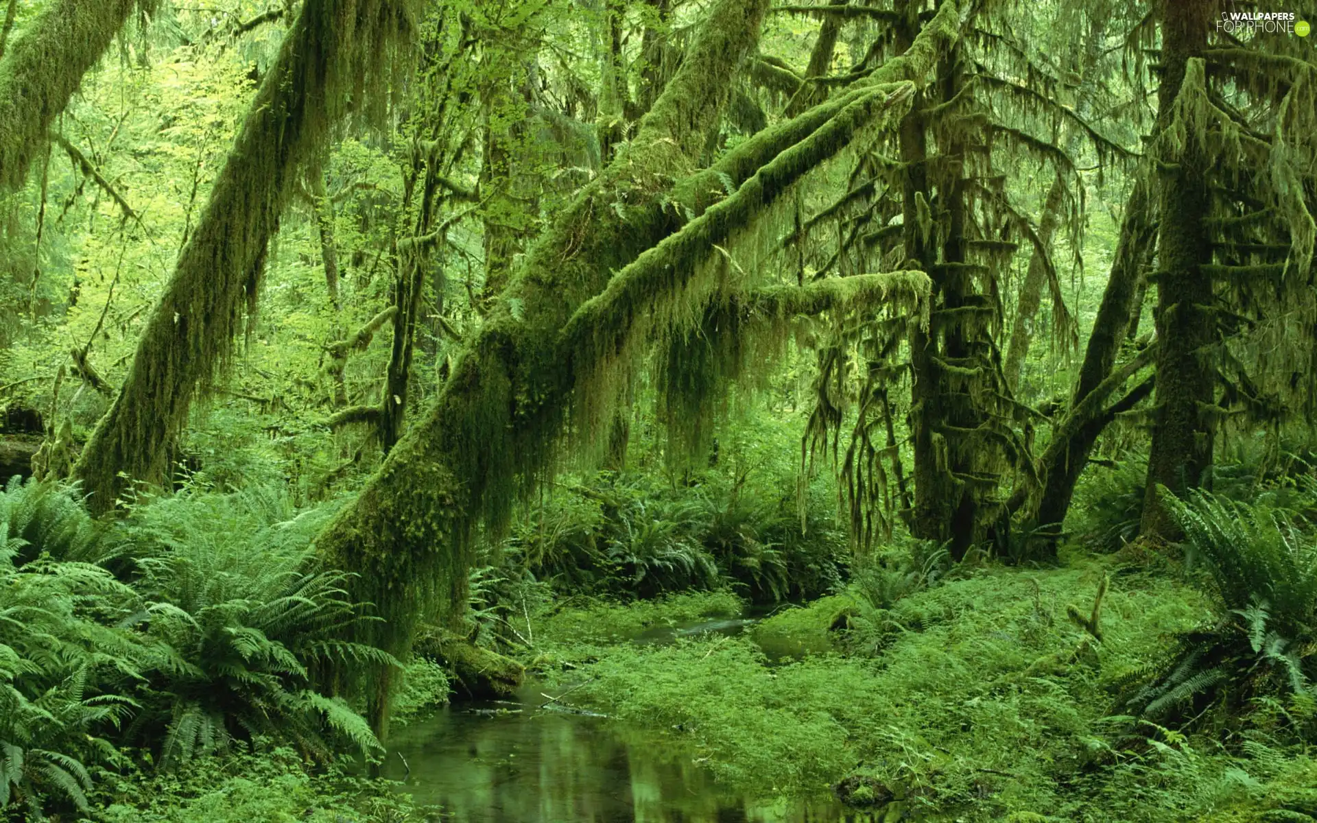 grass, water, trees, viewes, forest
