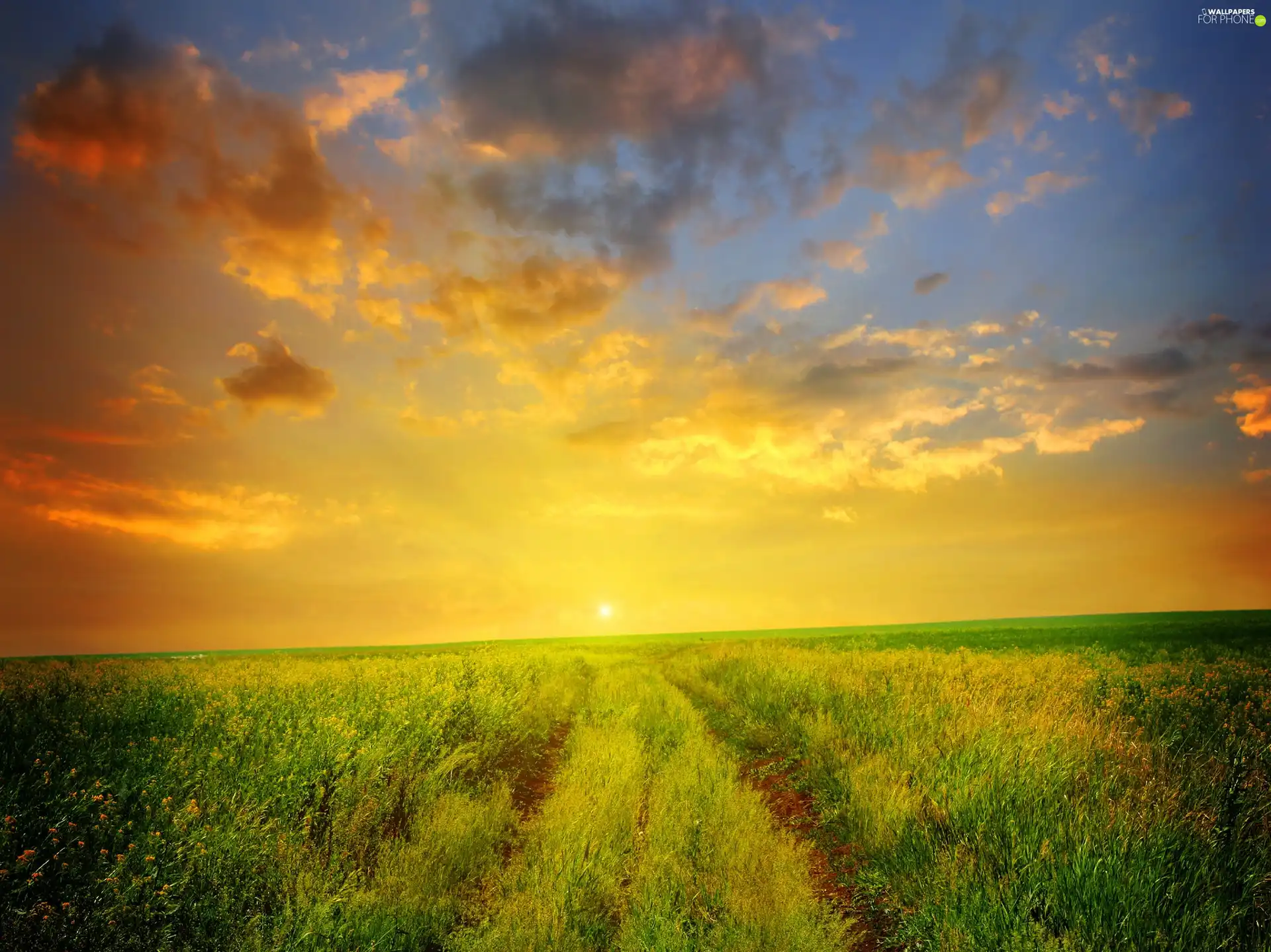 west, medows, grass, sun