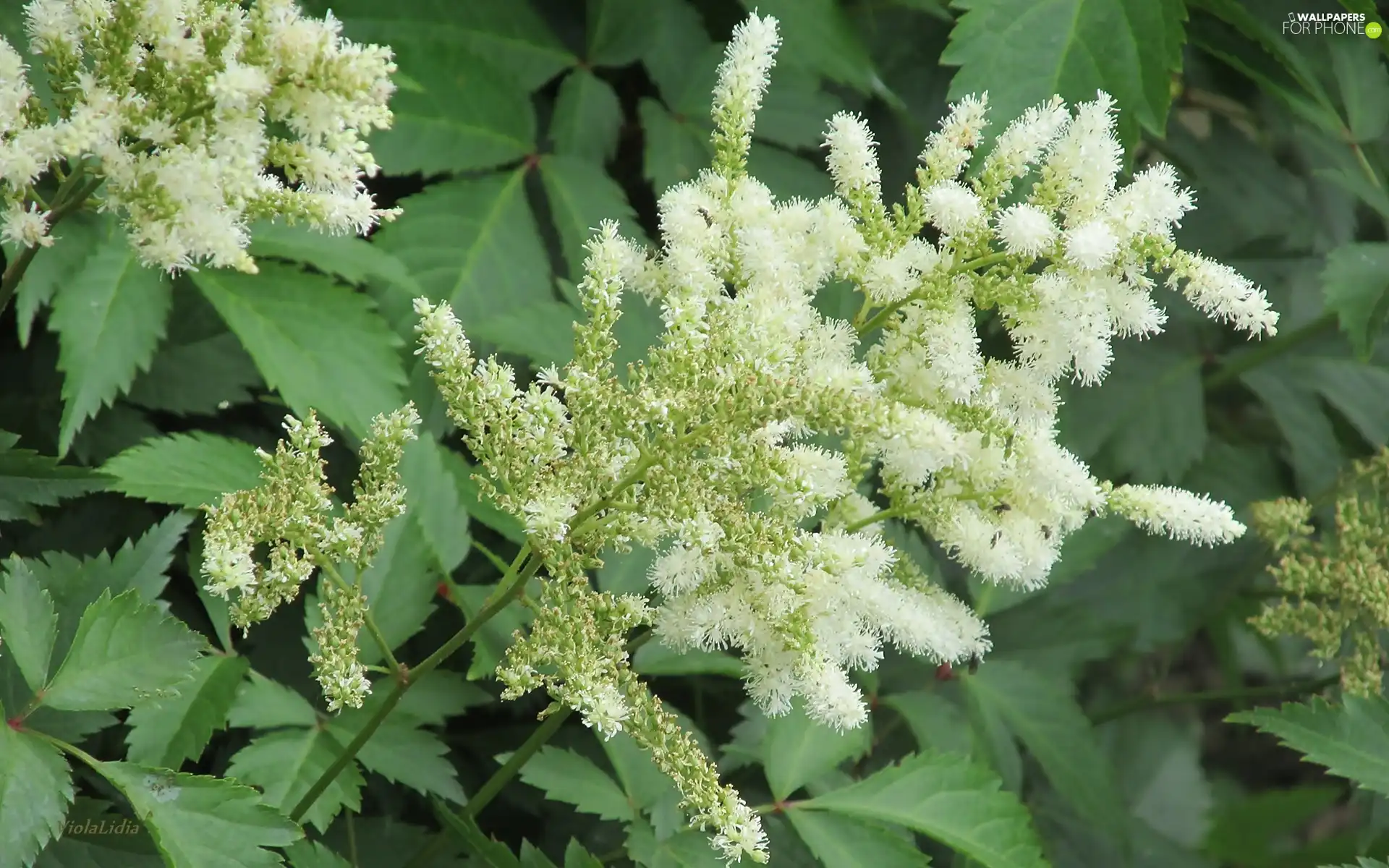 White, Blossoming, grass, Flowers