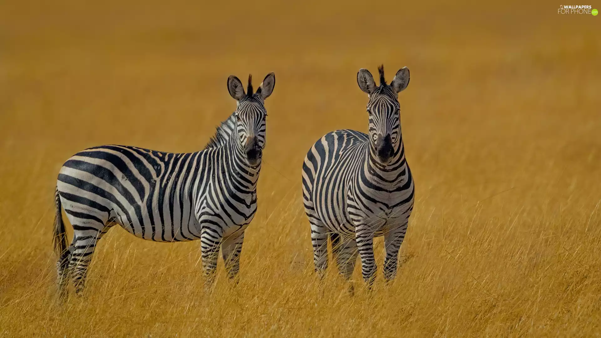 grass, Two, zebra