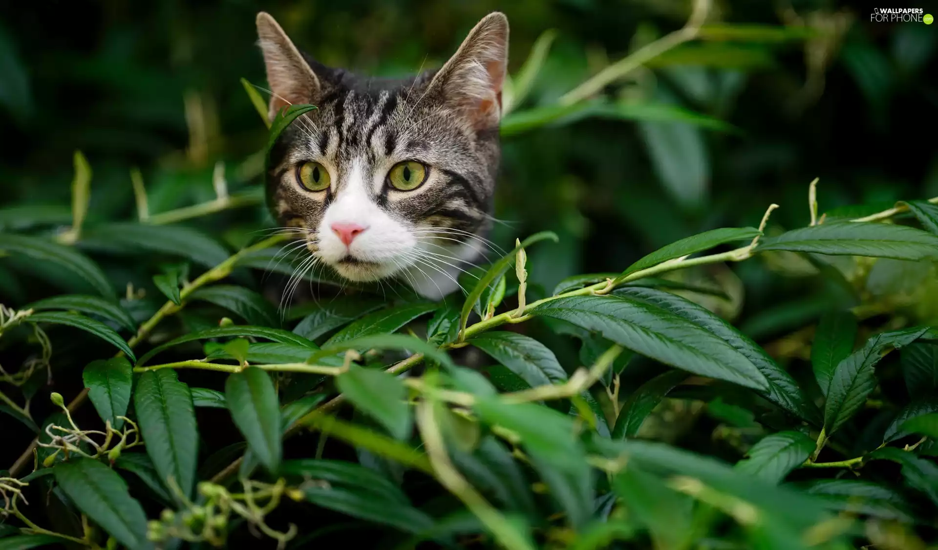 kitten, Twigs, Leaf, Gray