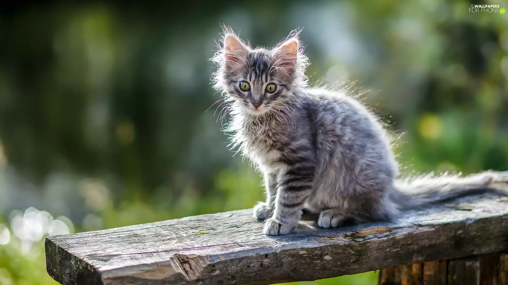 small, cat, kitten, Gray