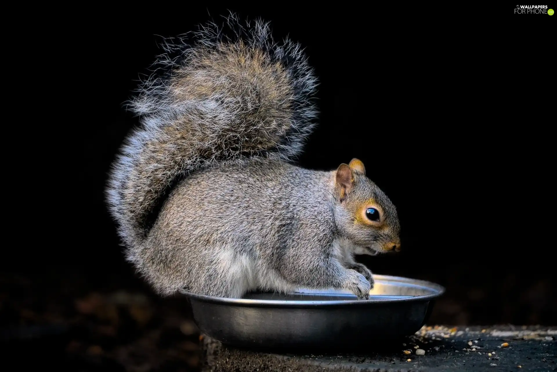 squirrel, bowl, food, Gray