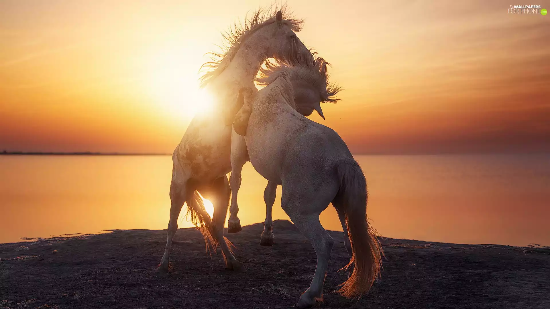 Two cars, sea, Great Sunsets, bloodstock