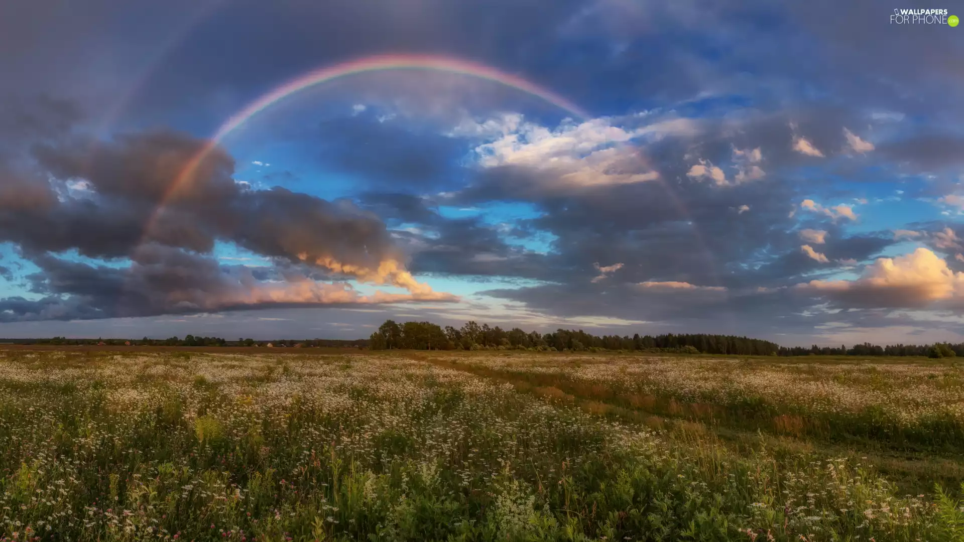 trees, Meadow, clouds, Great Rainbows, viewes, Path