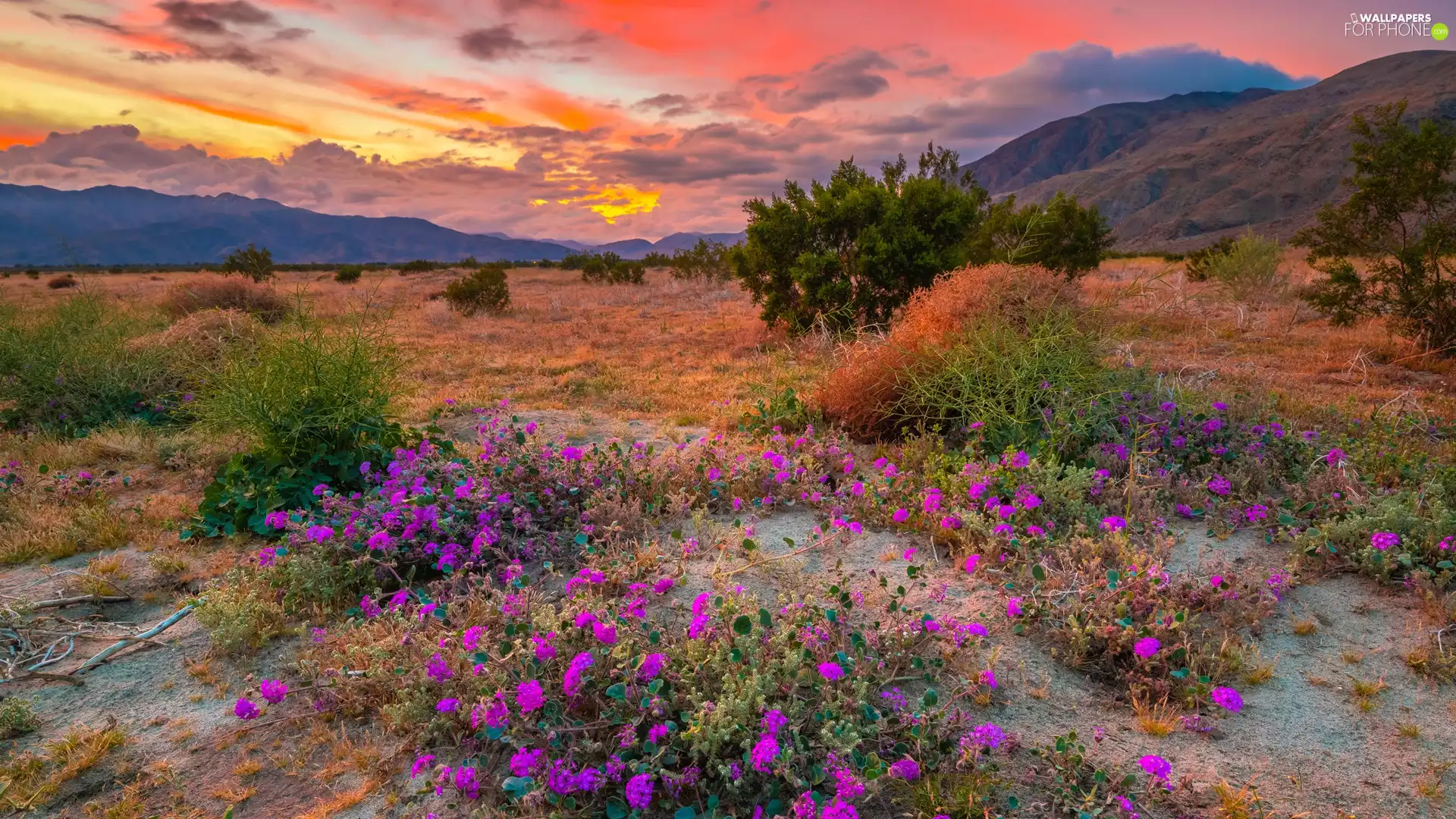 Bush, Mountains, clouds, Great Sunsets, Flowers, plain