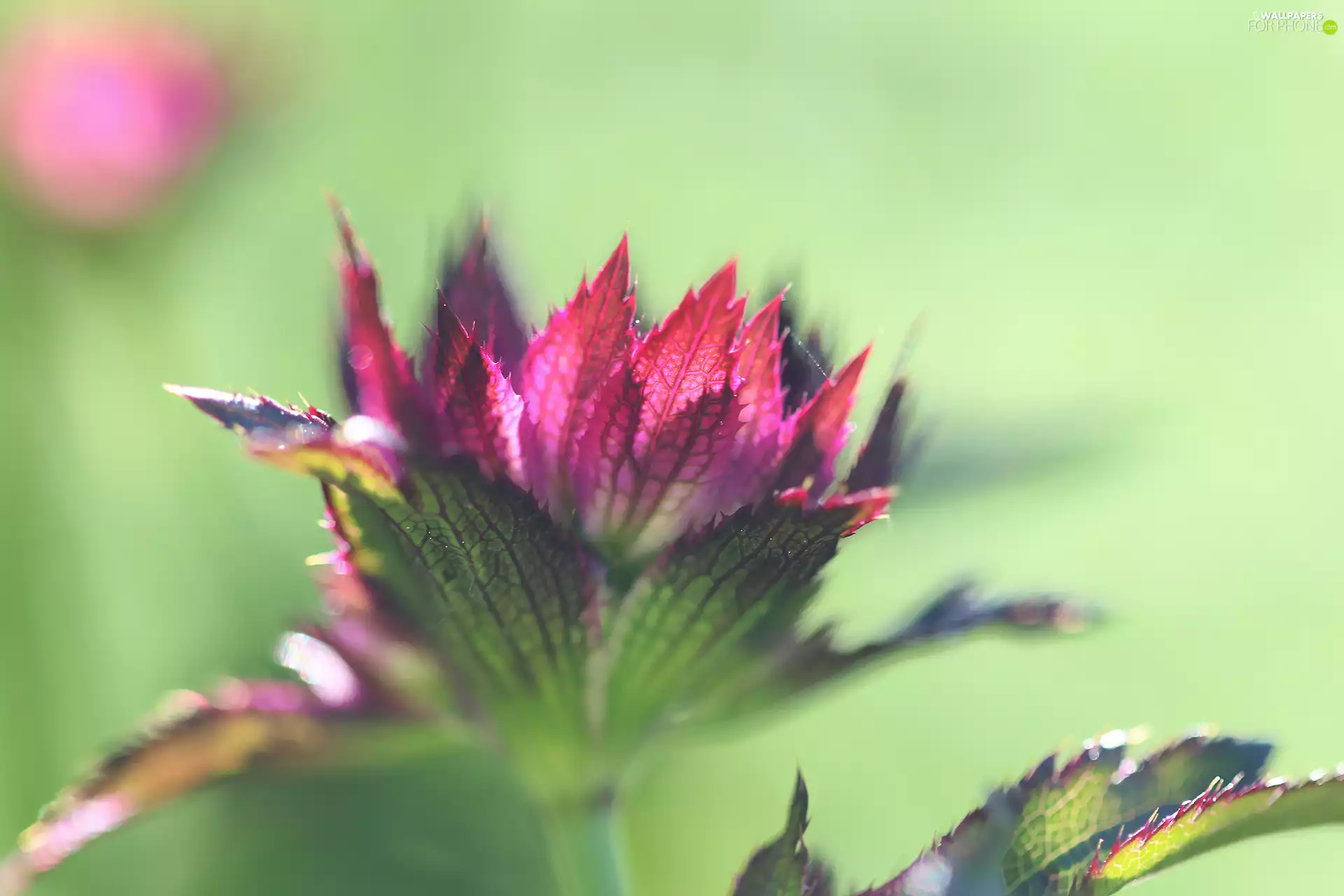 purple, Great Masterwort, Colourfull Flowers