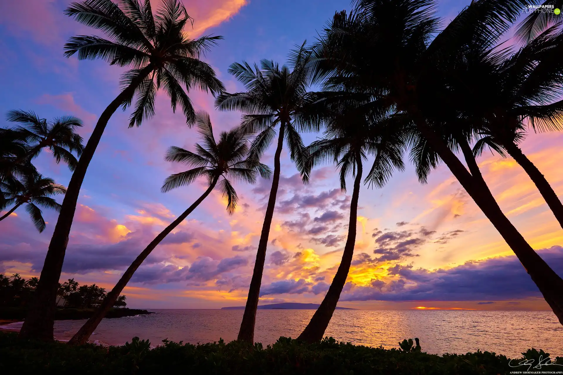 Palms, sea, Maui, Great Sunsets, Aloha State Hawaje