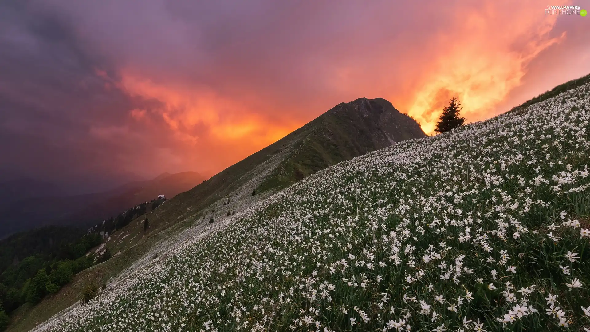 viewes, Mountains, Meadow, Great Sunsets, Flowers, trees