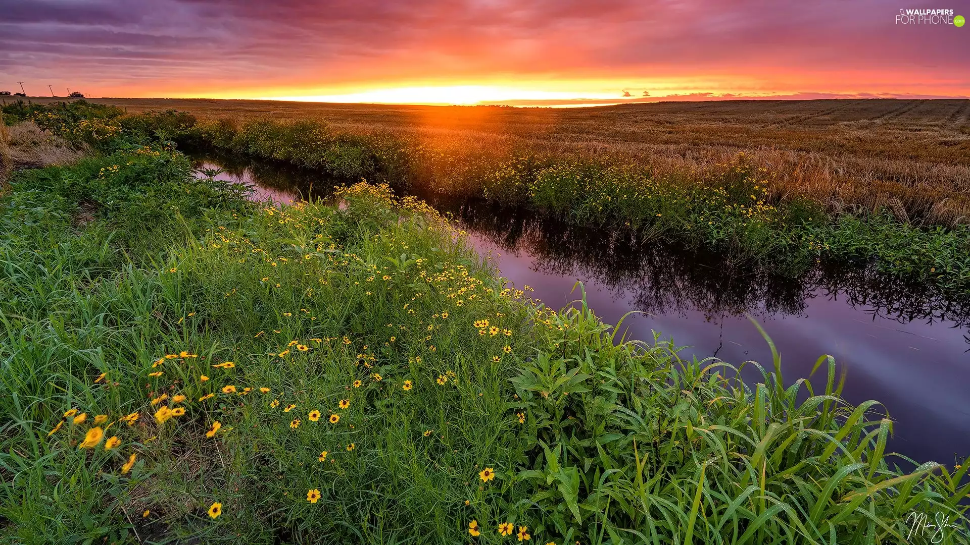 grass, Flowers, River, Great Sunsets, Meadow