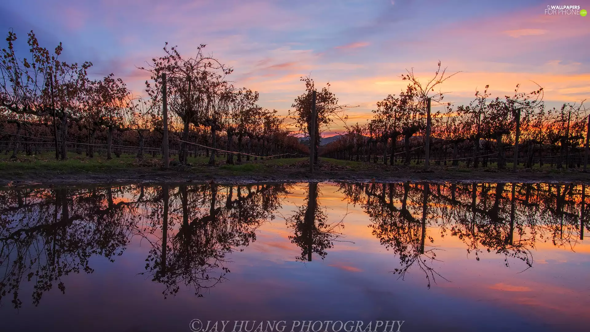 Bush, vineyards, reflection, Great Sunsets, water, Vines