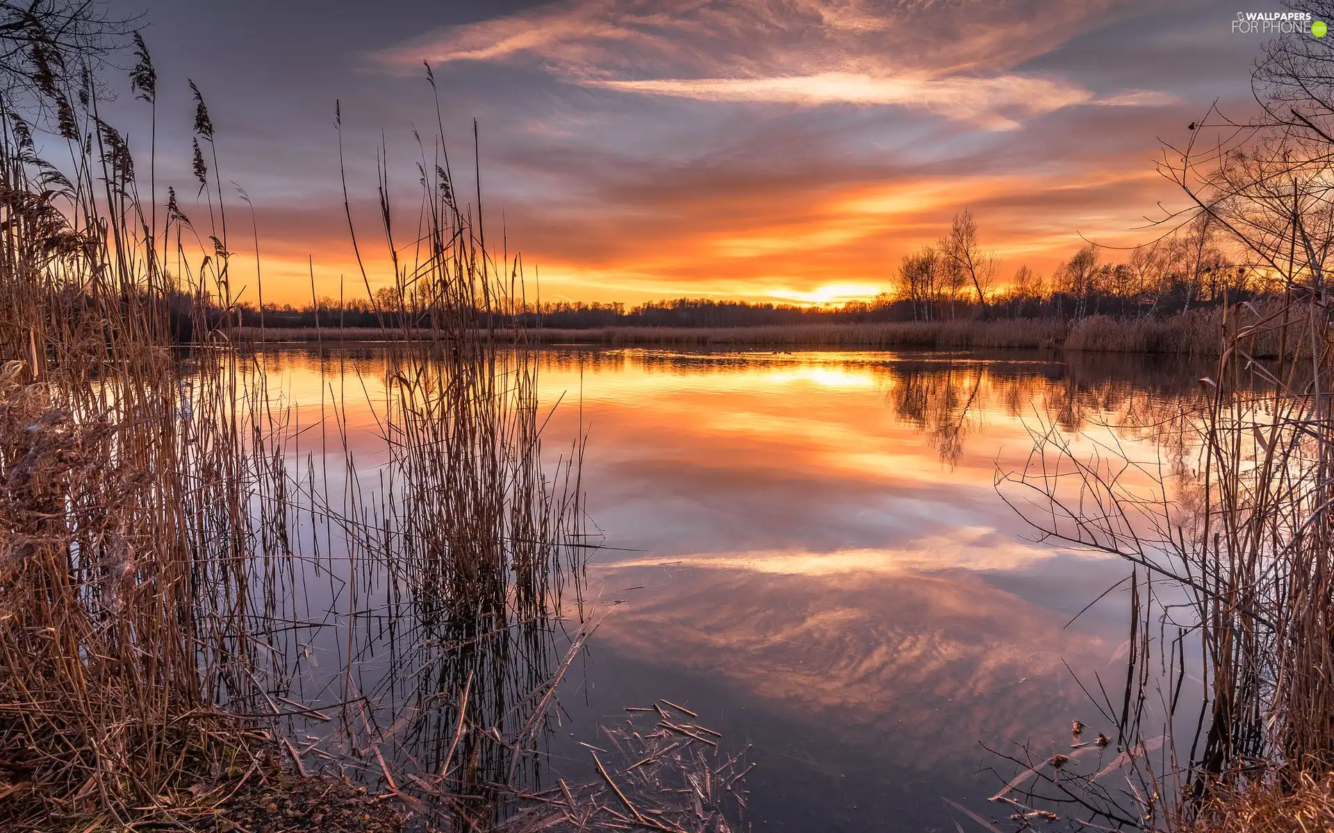 grass, lake, viewes, Great Sunsets, trees, rushes