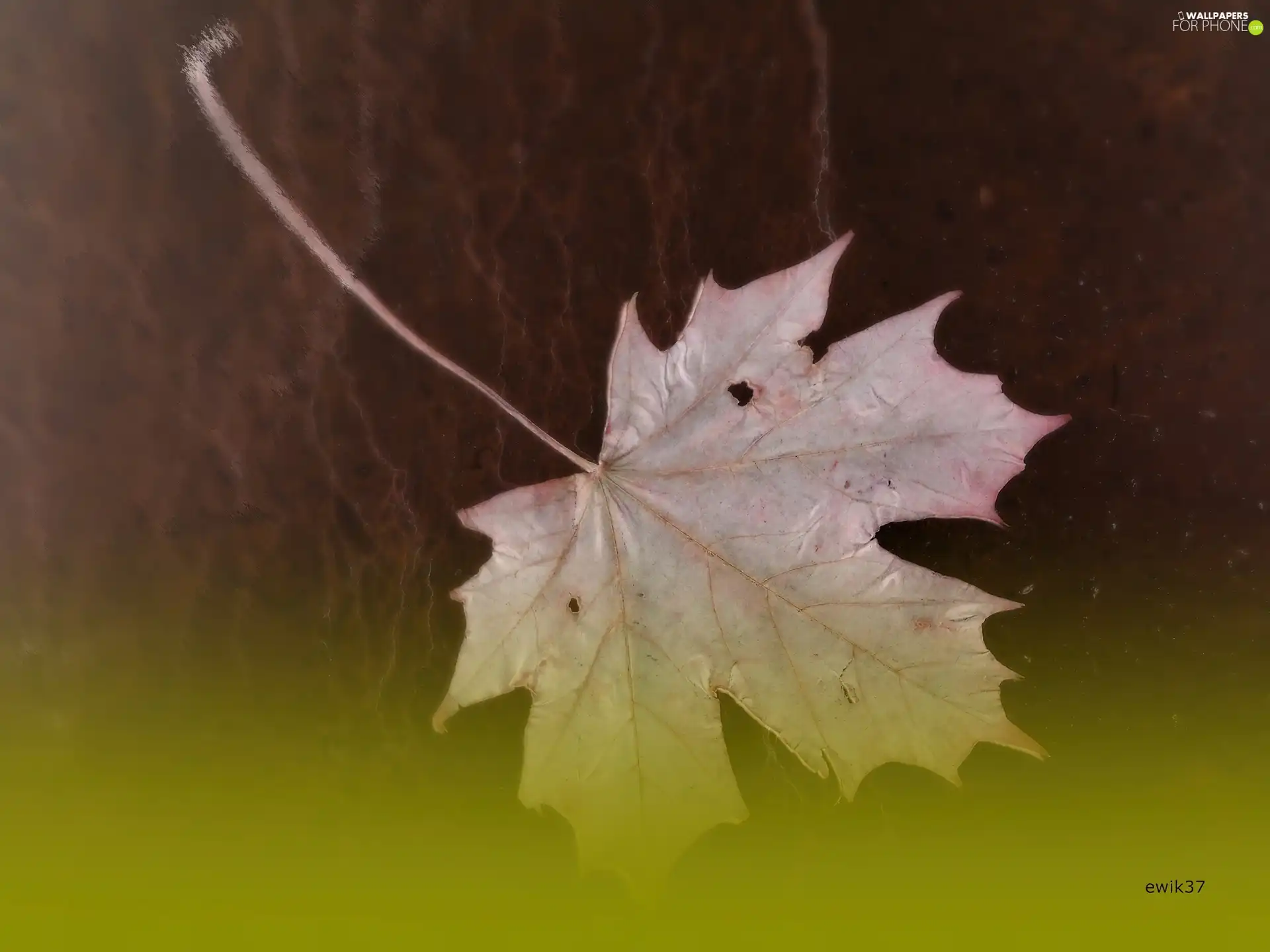 green ones, background, maple, beige, leaf