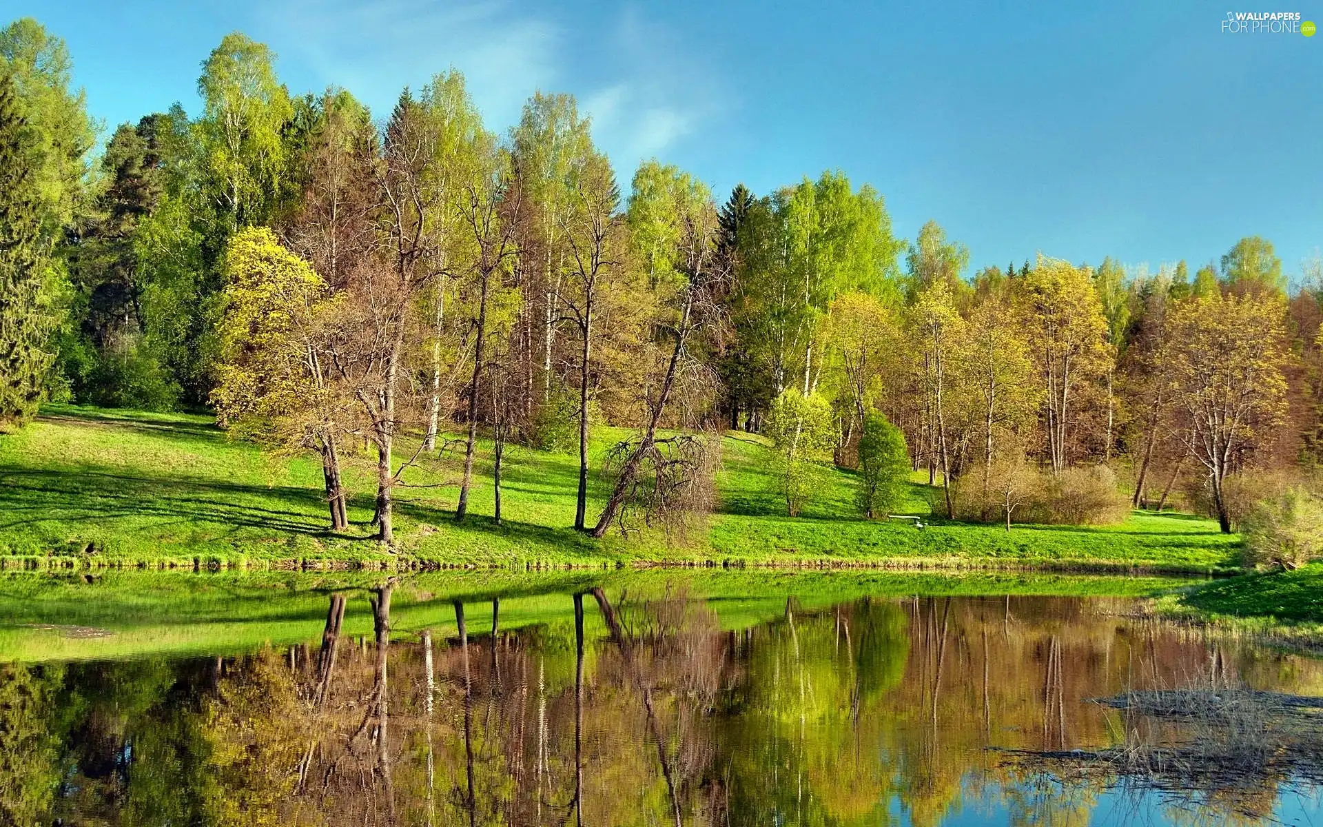 Pond - car, Park, green