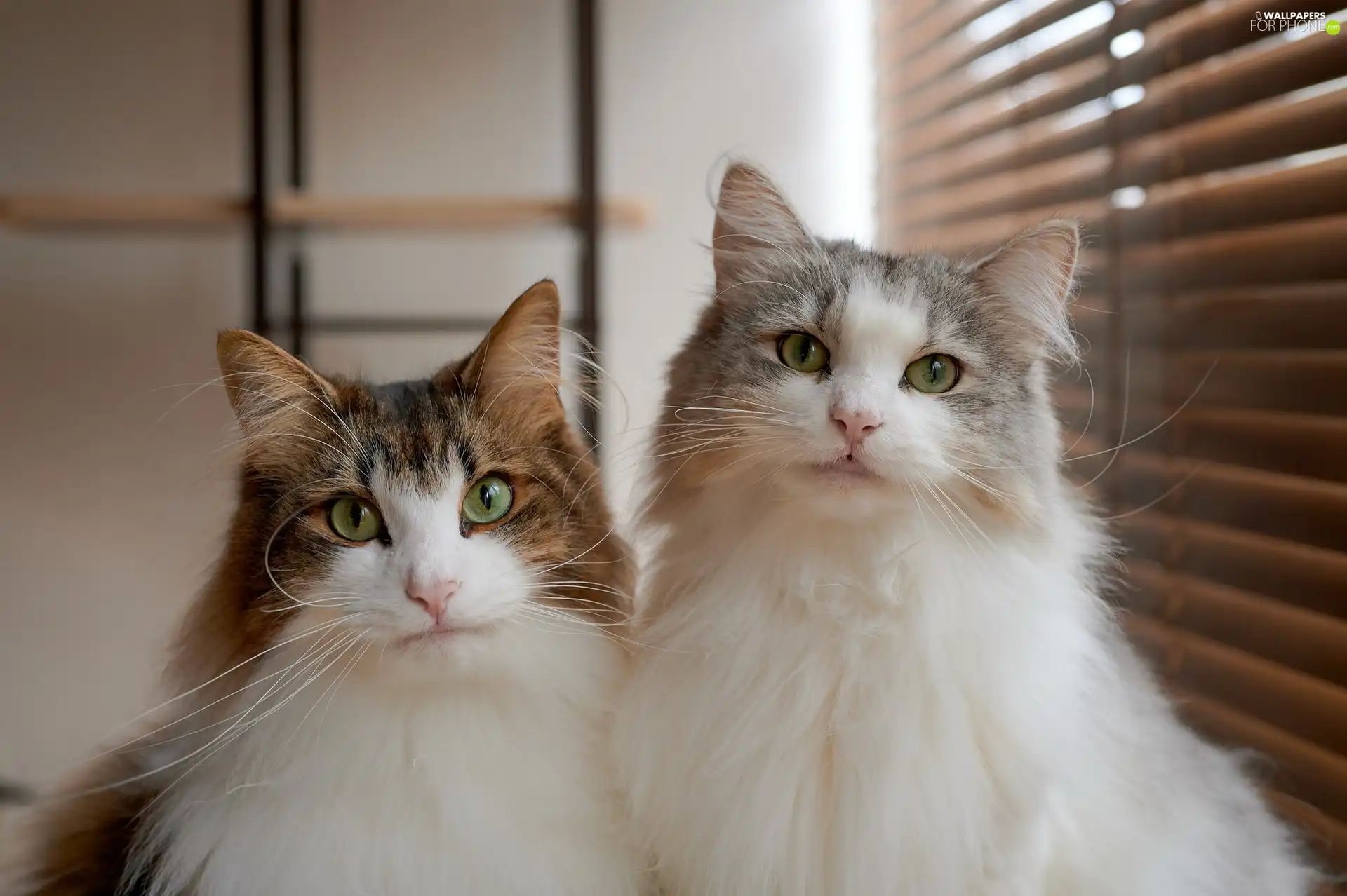 Eyes, Shutters, cats, green ones, Two cars