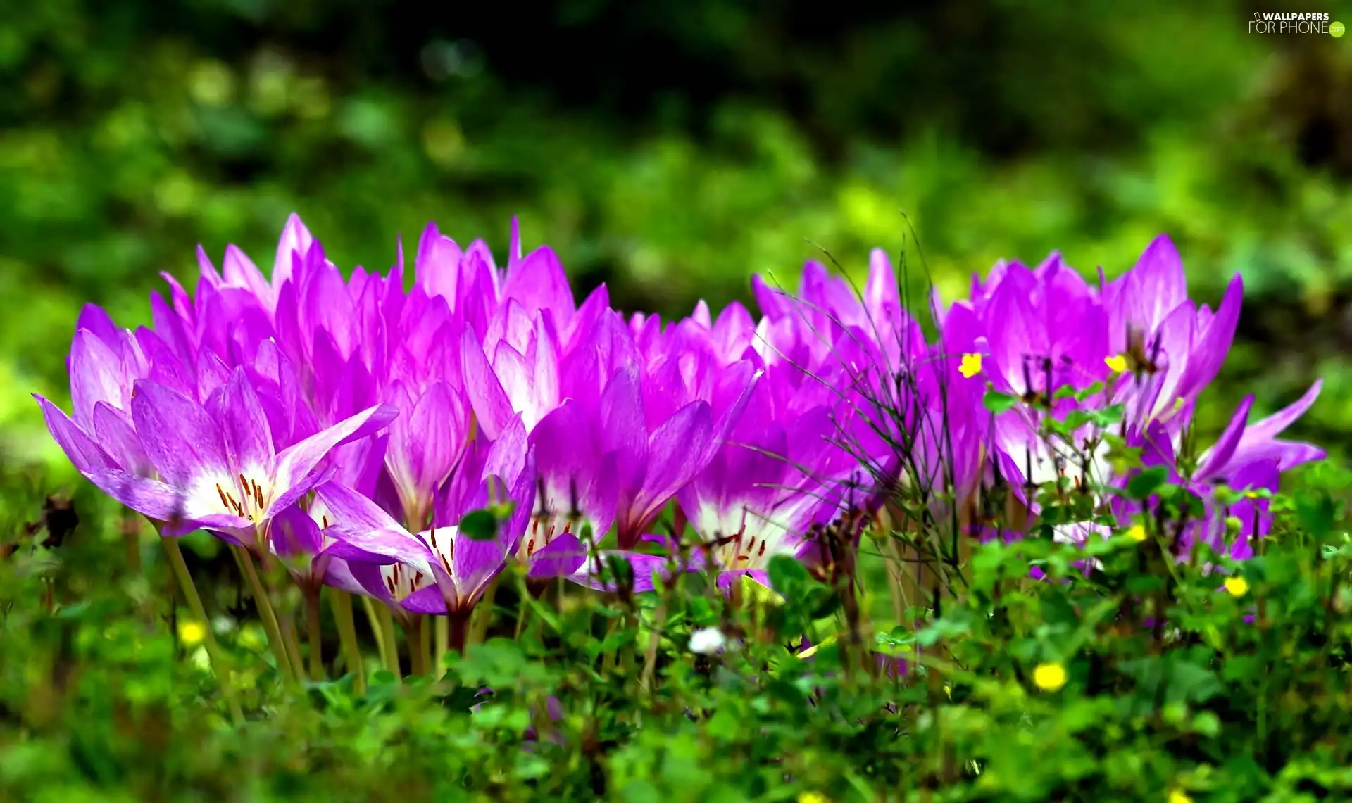 green, Flowers, crocuses